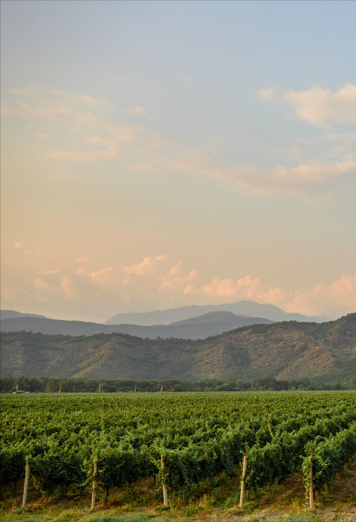 Kakheti - Boutique Palace Retreat with Heritage & Vineyard Views