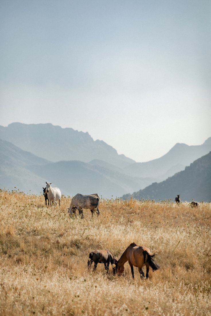 Andalusia - Eco-Luxury Farm Stay with Mountain Wellness