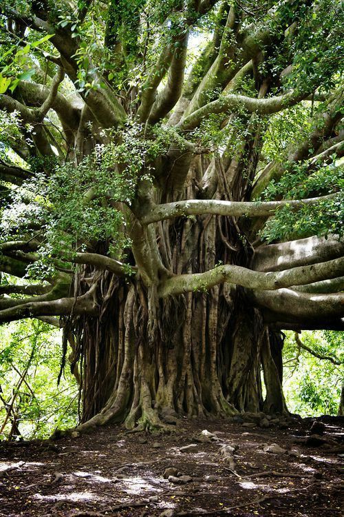 Bali – A Raw Rainforest Haven with an Open-Air "No Walls, No Doors" Design