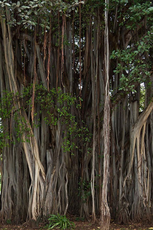 Bali – A Raw Rainforest Haven with an Open-Air "No Walls, No Doors" Design