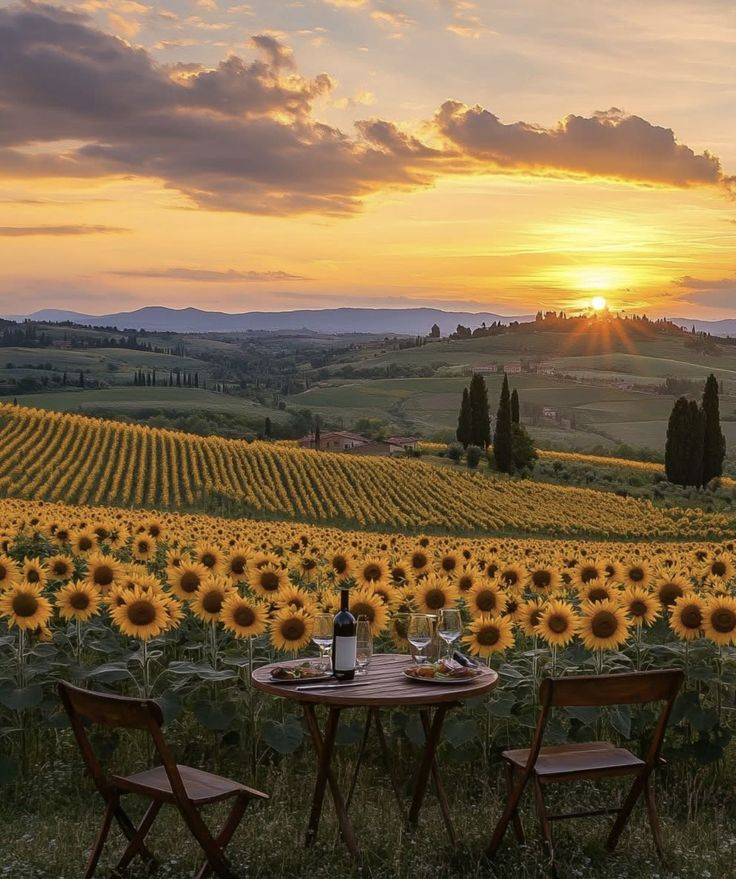 Volterra - Truffle Hunting, Sunflower Fields & Sunset Rides in Tuscany