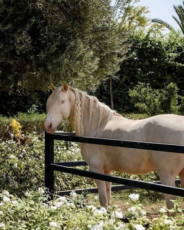 Jerez – An Encounter with Spain's Most Noble Horse