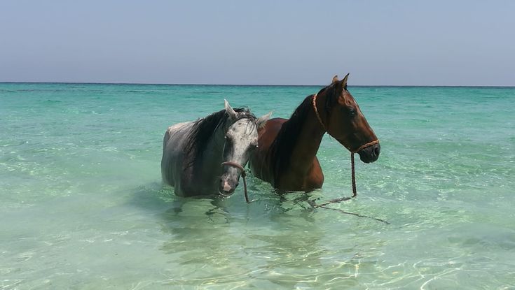 Costa Brava - A Coastal Horseback Journey from the Pyrenees to the Sea