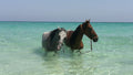 Costa Brava - A Coastal Horseback Journey from the Pyrenees to the Sea