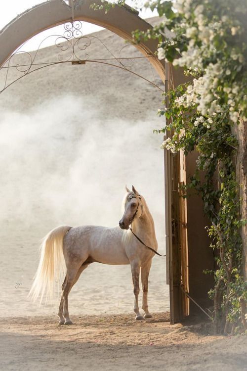 Jerez – An Encounter with Spain's Most Noble Horse