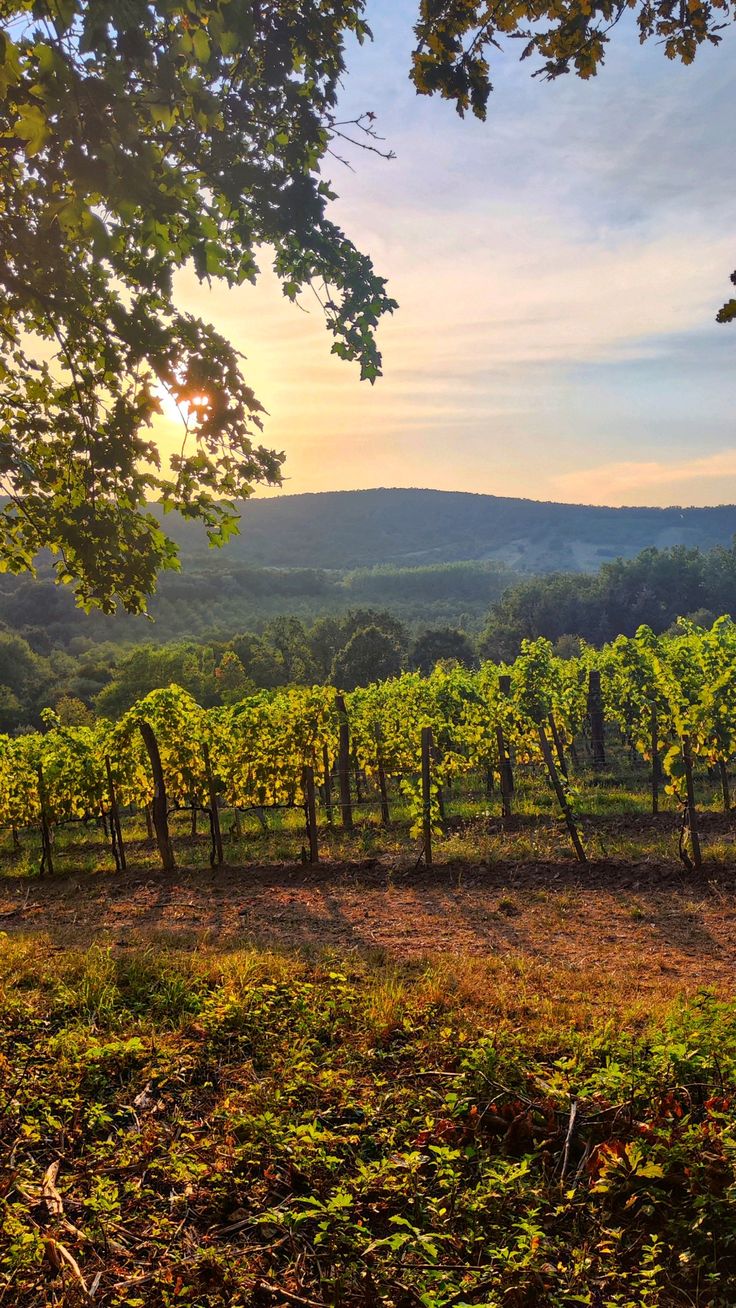 Mallorca Vineyard Hike with Wine Tasting & Local Delicacies