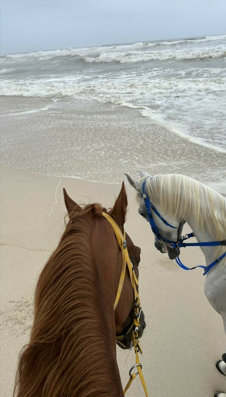 Essaouira – A Horseback Journey from the Atlantic Shore to the Sahara