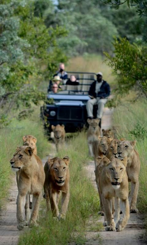 Kruger National Park - Modern Glass Villa Living in the African Bush