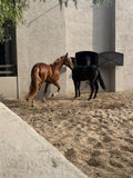 Santorini – Horseback Rides Through Volcanic Landscapes & Black Sand Beaches