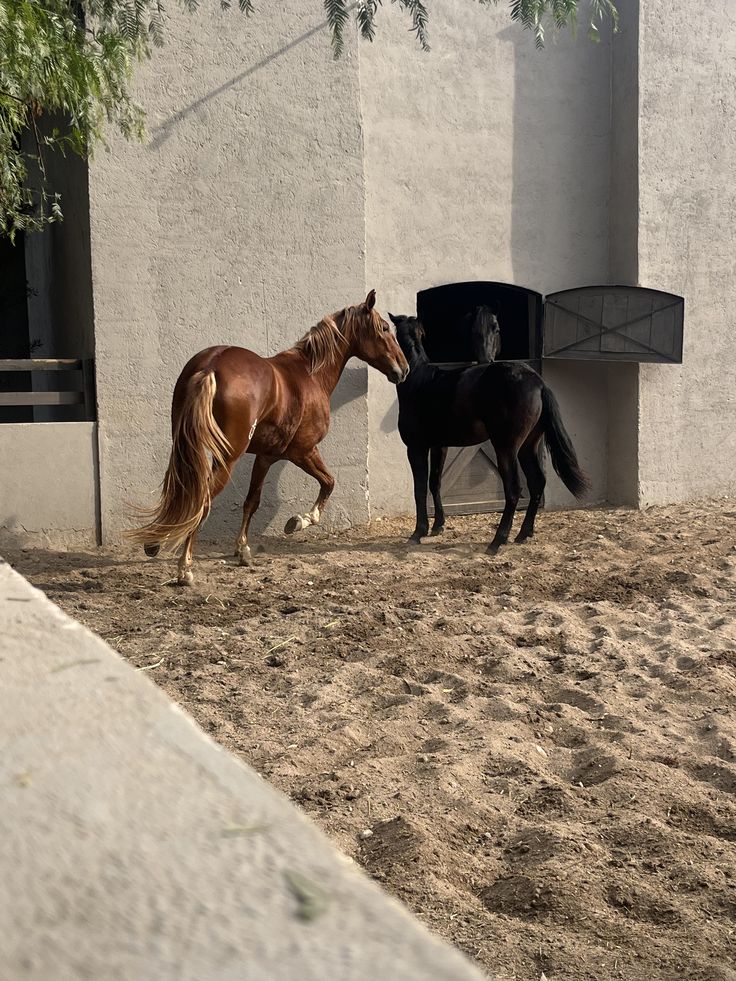 Santorini – Horseback Rides Through Volcanic Landscapes & Black Sand Beaches