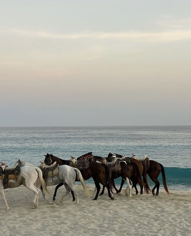 Essaouira – A Bespoke Luxury Riding Holiday on the Moroccan Coast