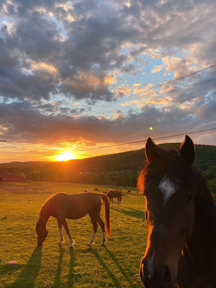 Half-Day Horseback Riding Adventure with Scenic Picnic