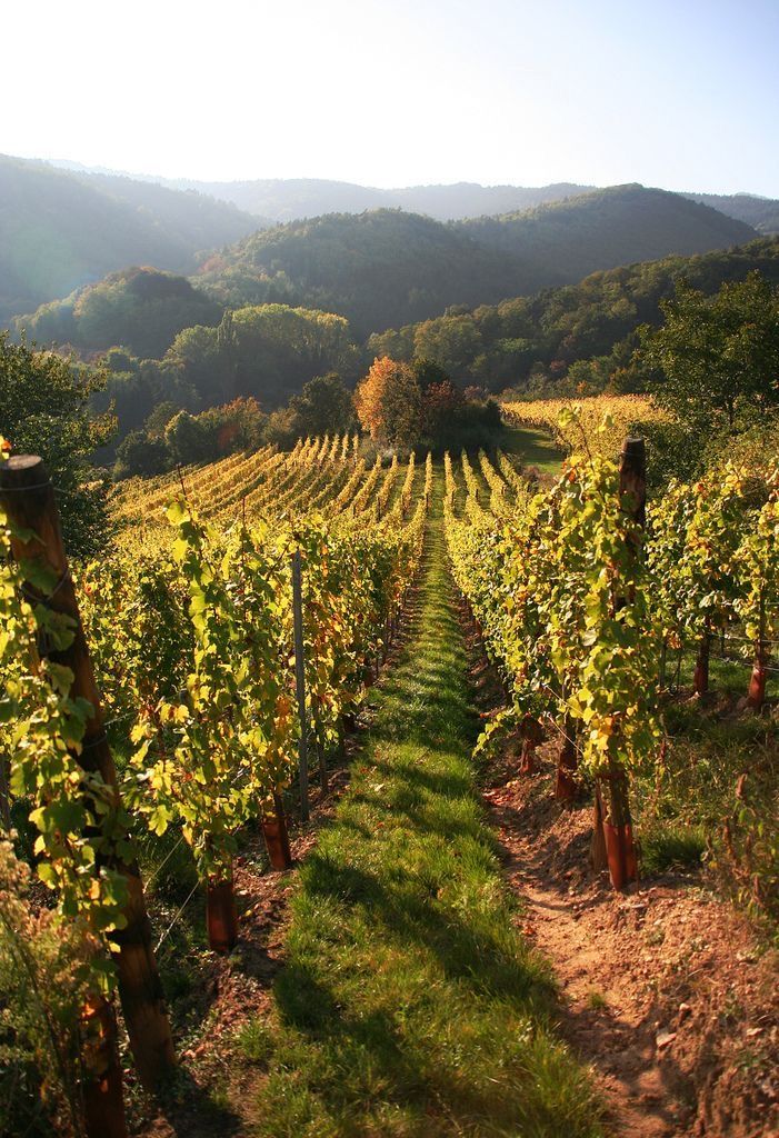 French Vineyard Escape with Cycling & Wine Tastings