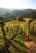 Mallorca Vineyard Hike with Wine Tasting & Local Delicacies