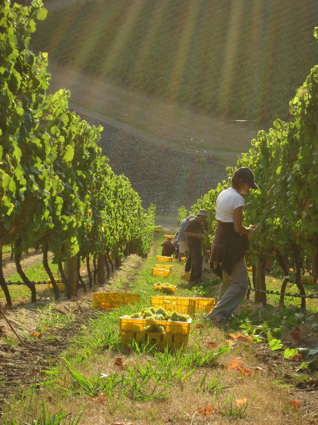 Organic Wine Tasting & Gourmet Lunch in Penedès Vineyards