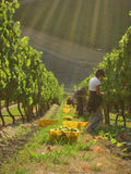 Organic Wine Tasting & Gourmet Lunch in Penedès Vineyards