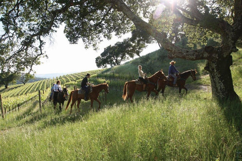 Barcelona Horse Riding & Vineyard Wine Tour with Gourmet Lunch