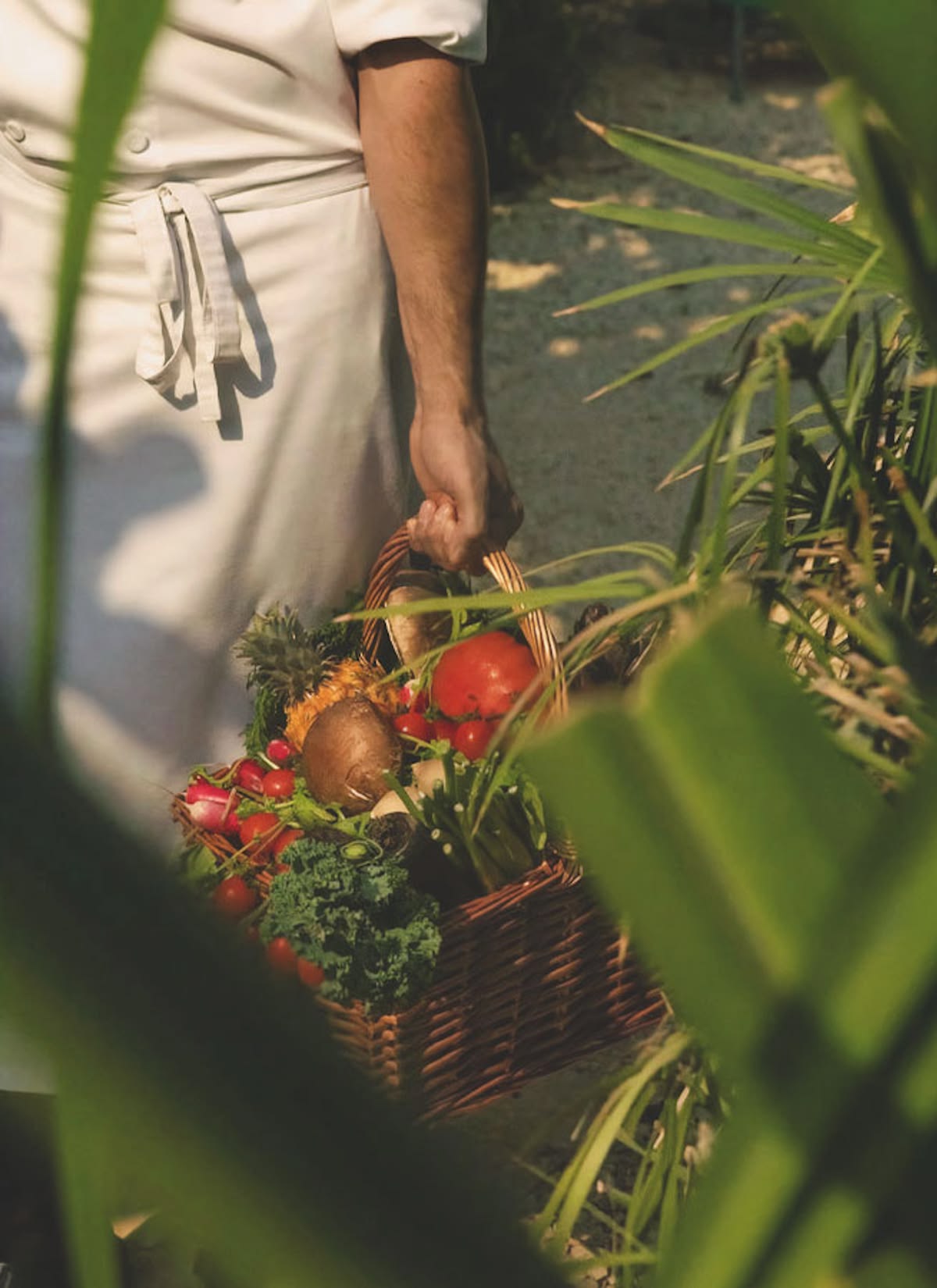 Organic Wine Tasting & Gourmet Lunch in Penedès Vineyards