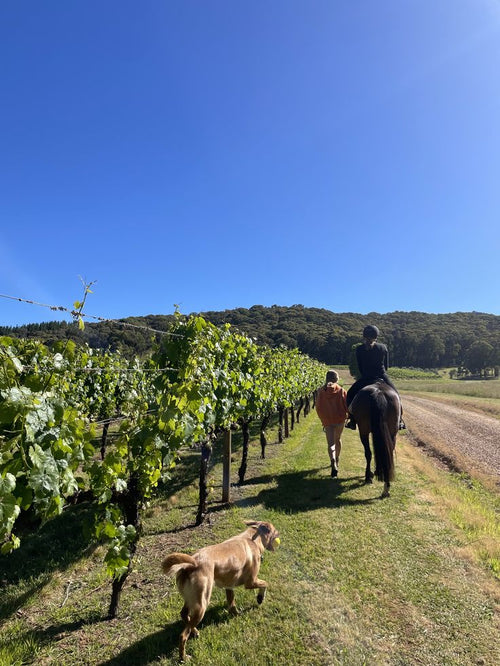 Bordeaux Vineyard Escape: Horseback Riding, Wine Tasting & Picnic