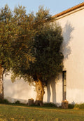 Alentejo – A 200-Year-Old Working Farm Reimagined as a Luxury Retreat