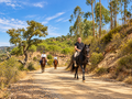 Algarve: A Private Horseback Ride through the Serra