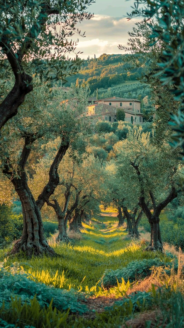 Mallorca – A Mediterranean Farm Stay with Olive Groves & Sea Views