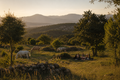 French Riviera: A Mountain Ranch Experience with Horses