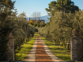 Mallorca: An Olive Grove & Oil Tasting Experience
