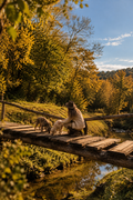 Istria: A Truffle Hunt with Traditional Tasting