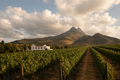 Cape Town: An Afternoon of Wine & Blending