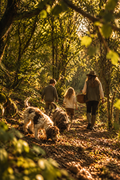 Istria: A Family Truffle Experience with Brunch