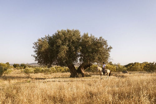 Alentejo – A 200-Year-Old Working Farm Reimagined as a Luxury Retreat