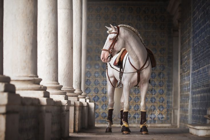 Serra da Estrela – Lusitano Dressage & Mountain Shepherds in Central Portugal