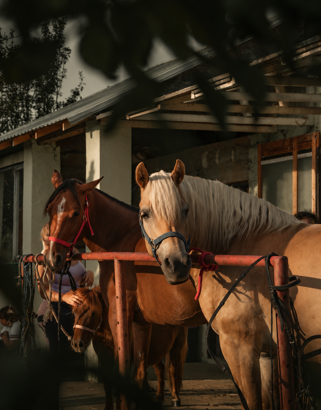 Cape Town: A Horseback Ride through Vines & Wine