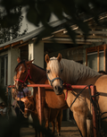 Cape Town: A Horseback Ride through Vines & Wine