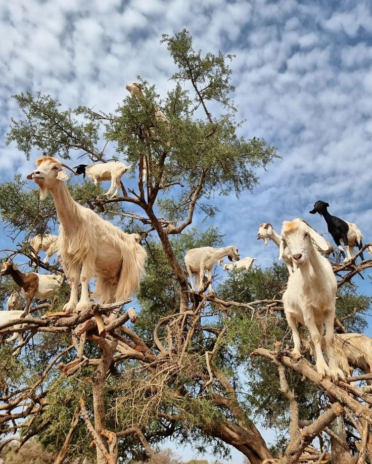 Essaouira – Riding the Argan Forests & Atlantic Coast of Morocco