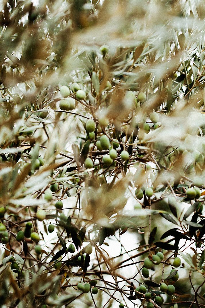 Lesvos – Riding Through Olive Groves, Mountain Trails & Ancient Greek Coastlines