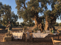 Puglia: An Olive Oil Tasting Experience