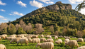 Sardinia: A Shepherd’s Cheese-Making Experience with Pecorino & Ricotta