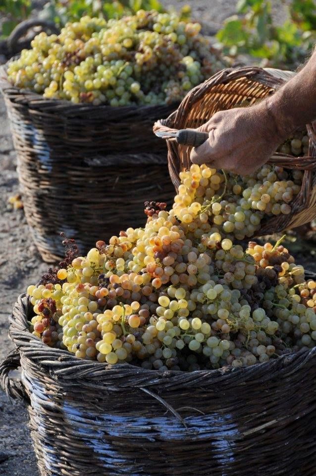 Douro Valley – Sleep Inside a Giant Wine Barrel Amid the Vines