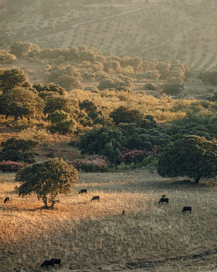 Andalusia – A High-Altitude Eco-Retreat with Medicinal Gardens & Springs