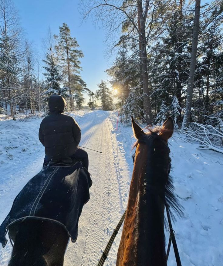 Finland: Signature Finnhorse Experience Through Lapland's Enchanting Forests