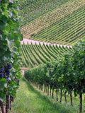 Barcelona Private Penedès Cava & Wine Tour with Vineyard Lunch