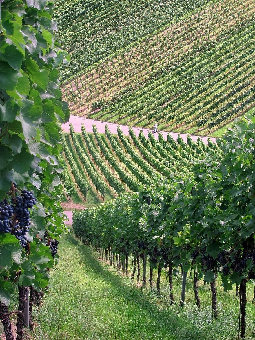 Barcelona Private Penedès Cava & Wine Tour with Vineyard Lunch