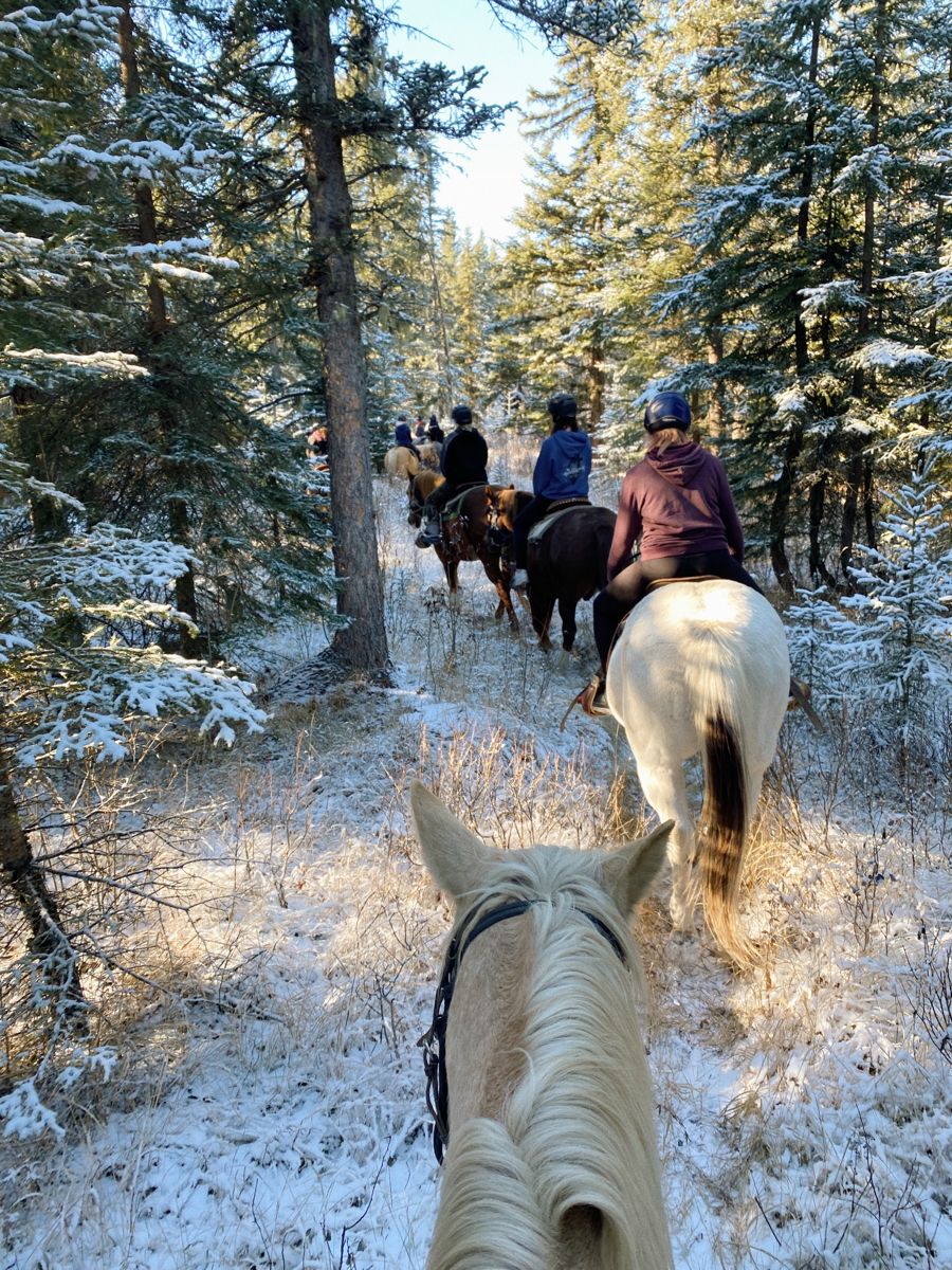 Finland: Signature Finnhorse Experience Through Lapland's Enchanting Forests