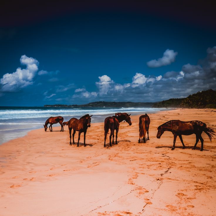 Sumba – A Remote Wilderness Ocean Sanctuary with Private Horseback Riding