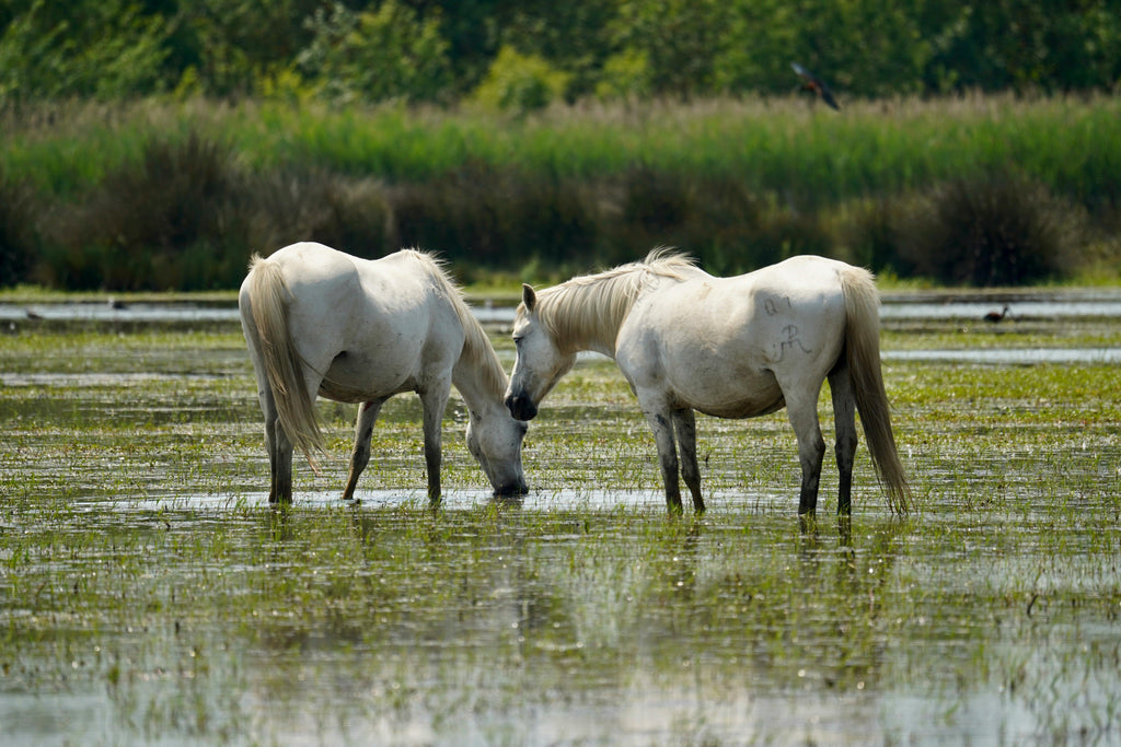 Camargue – A Luxurious 17th-Century Ranch Estate with Wild Marshlands & Legendary White Horse Trails