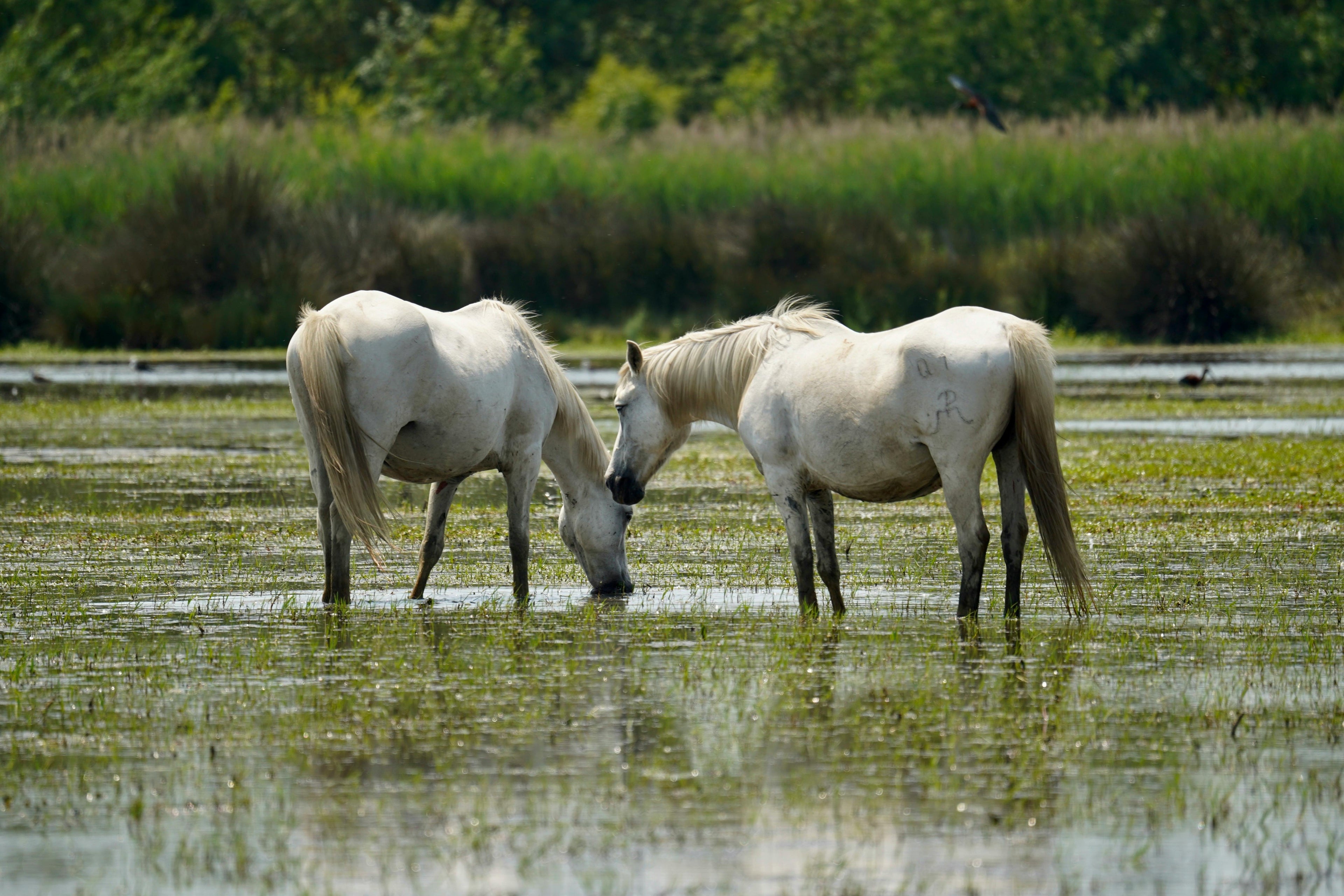 Camargue – A Luxurious 17th-Century Ranch Estate with Wild Marshlands & Legendary White Horse Trails