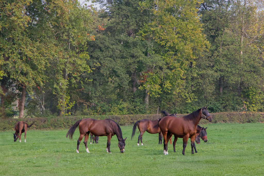 Pure Nature Connection – Herd-Raised Trail Horses & Serene Countryside Expeditions