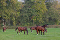 Pure Nature Connection – Herd-Raised Trail Horses & Serene Countryside Expeditions
